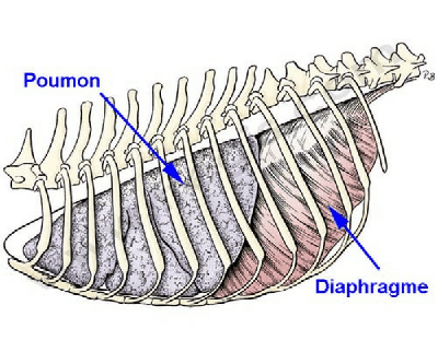 Le diaphragme chez le chien (d’après Miller) vue de coté