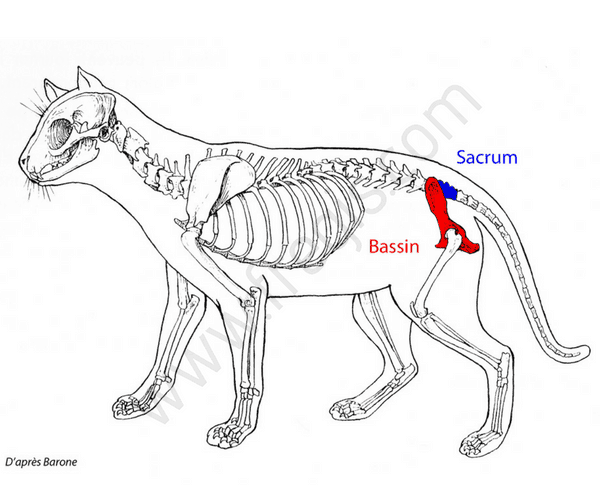 schéma squelette du chat : sacrum et bassin