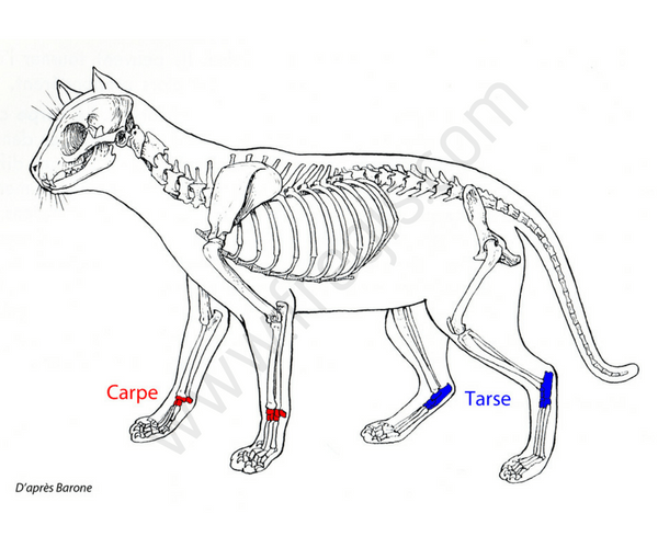 Schéma : squelette du chat