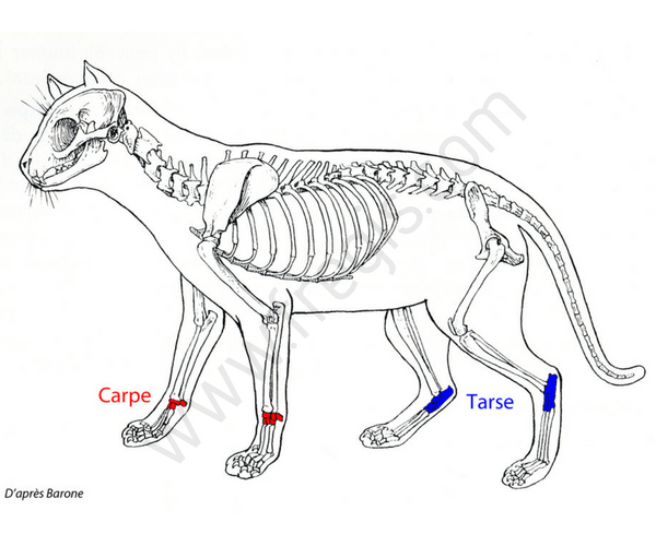 Chez le chien ou le chat, l’articulation du tarse (en bleu) correspond à la cheville de l’homme. - CHV Fregis