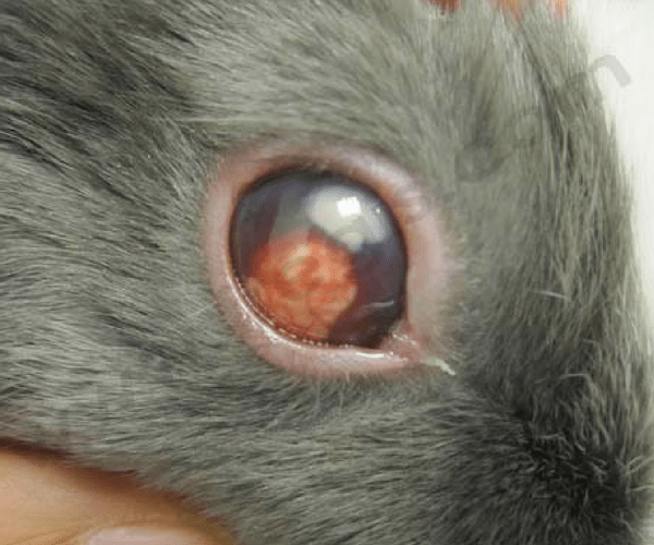 Systeme oculaire du lapina atteind d'un abses - CHV Fregis