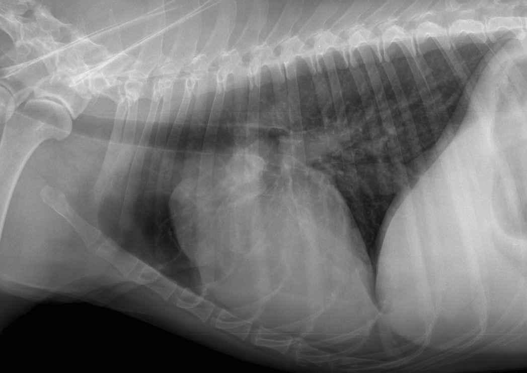 Radiographie de thorax en décubitus latéral droit