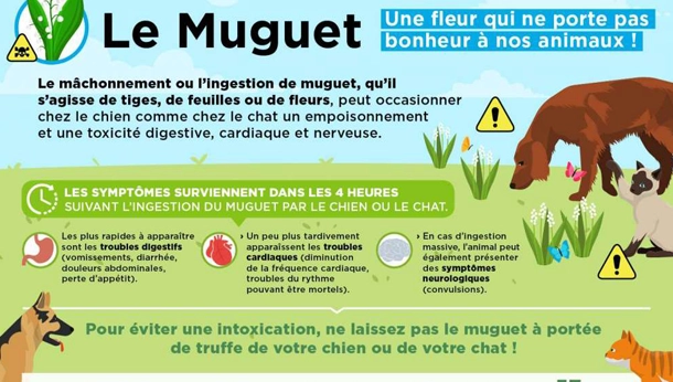 Muguet : attention au danger !