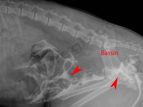chien accidenté : radiographie avec préparation met en évidence une rupture des voies urinaires
