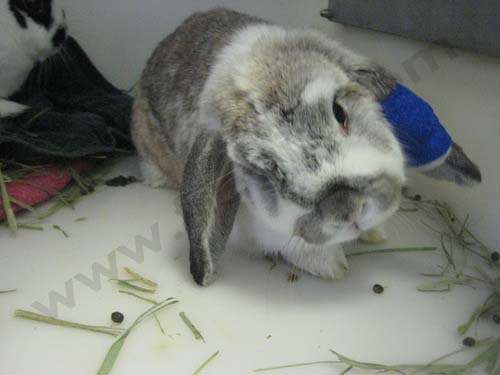 urgence vétérinaire : lapin a la tête penchée