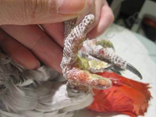 lesions de gel patte perroquet