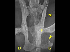 radiographie mise bas difficile fractures