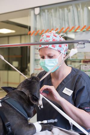 Chirurgie des tissus mous, clinique vétérinaire des Hutins