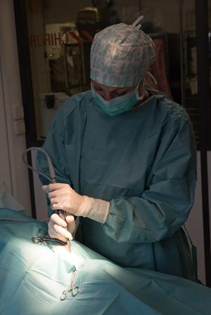 Chirurgie orthopédique, clinique vétérinaire des Hutins