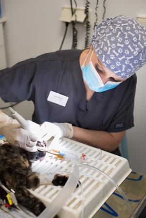Dentiste vétérinaire proche de Genève