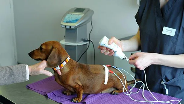 Electrothérapie vétérinaire, clinique des Hutins