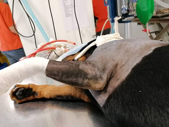 Examen clinique d'une boiterie du membre thoracique chez un Jagd Terrier