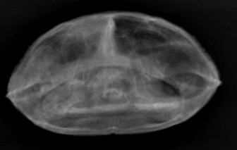 Radiographie de flash la tortue