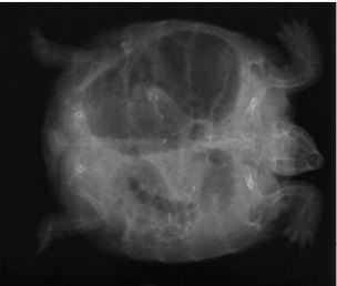 Radiographie de flash la tortue secondaire