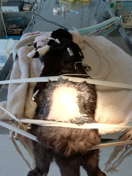 Une intervention chirurgicale sur Black le lapin