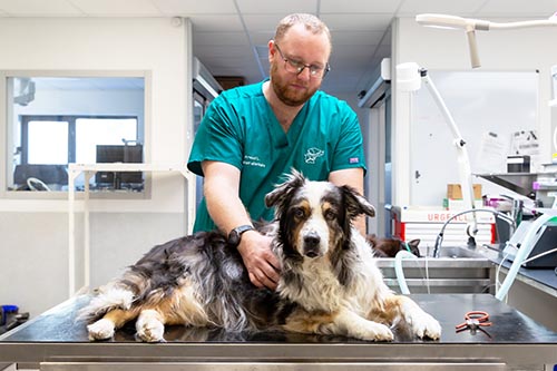 Mise en situation chien et veterinaire, clinique Mvet