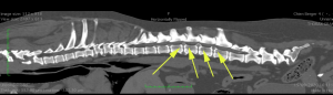 scanner d’une colonne vertébrale d’un chien présentant plusieurs hernies discales