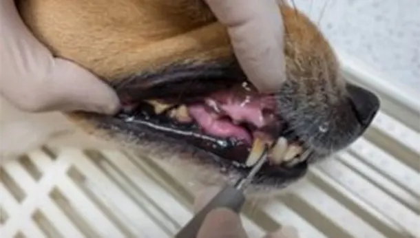Dentisterie clinique vétérinaire à Pezenas et Roujan