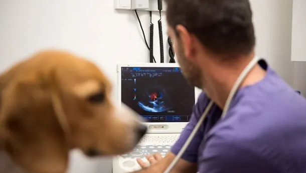 Echographie cardiaque clinique vétérinaire à Pezenas et Roujan