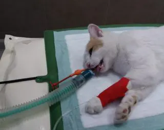 chat sous anesthésie