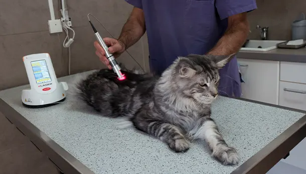 thérapie laser sur un chat