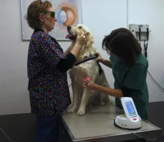 thérapie laser sur un chien