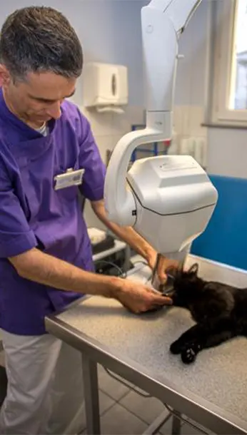 radiographie dentaire vétérinaire saint-roch à gap