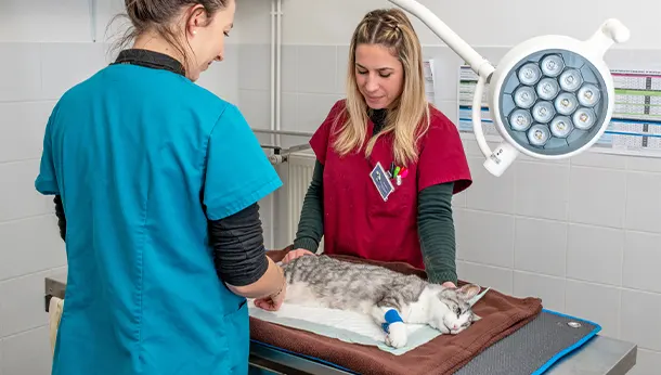 préparation à la chirurgie chat vetcapucines