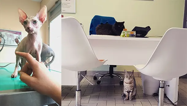 chats sphinx et chats sous et sur le bureau