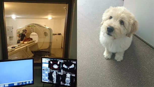 scanner et petit chien blanc