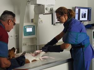 Radiographie clinique vétérinaire Evolia