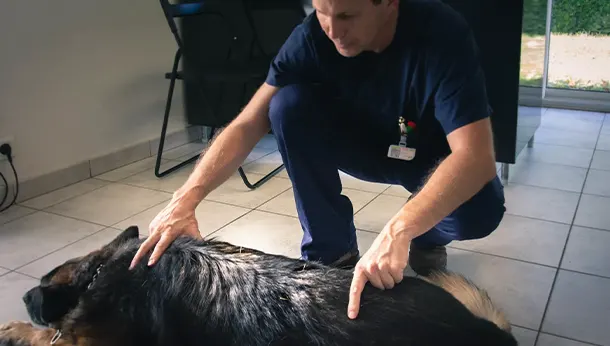 chien en consultation acupuncture