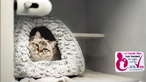chat dans l'igloo de la chatterie
