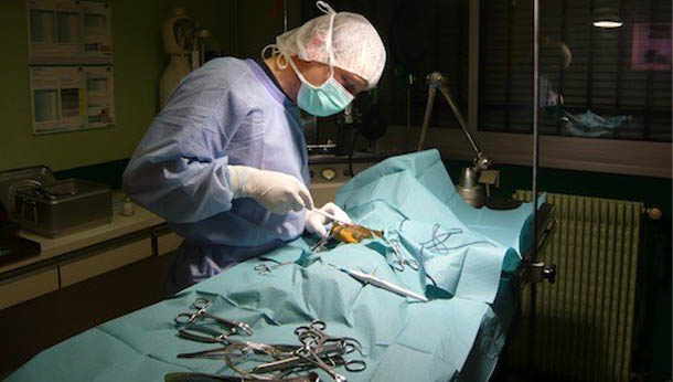 Chirurugie generale, Clinique veterinaire du Lion d'or