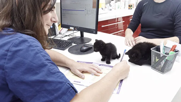 Consultation pubertaire chattons à la clinique veterinaire vetiroise