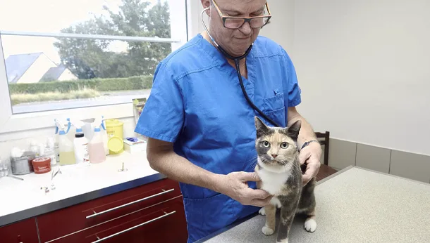 Consultation d'un chat à la clinique veterinaire vetiroise