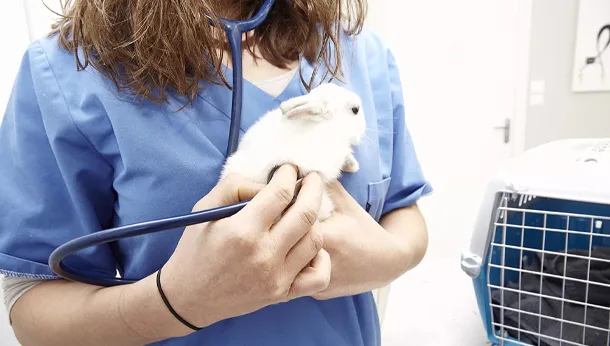 Consultation d'un lapin à la clinique veterinaire vetiroise