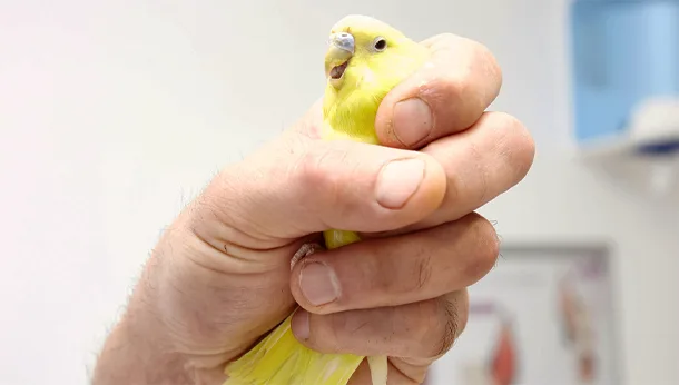 Consultation d'un oiseau NACs à la clinique veterinaire vetiroise