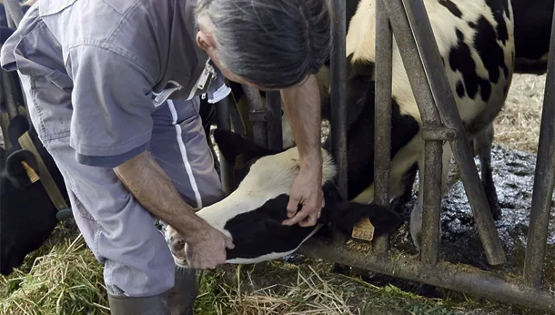 Consultation vache élevage - clinique veterinaire vetiroise