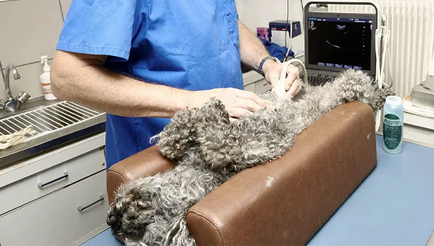 Echographie abdominale d'un chien à la clinique veterinaire vetiroise