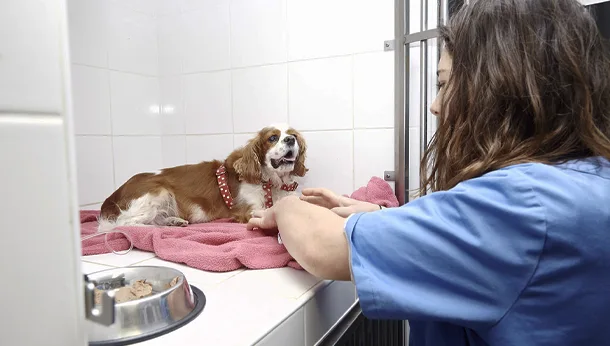 Hospitalisation d'un chien à la clinique veterinaire vetiroise