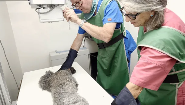 Prise de sang d'un chat pour analyses à la clinique veterinaire vetiroise