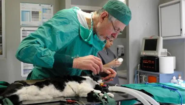 anesthésie chat à la clinique vétérinaire des Alouettes à Nanterre