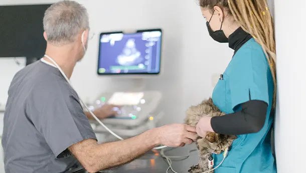 Échographie chat à la clinique vétérinaire des Alouettes à Nanterre
