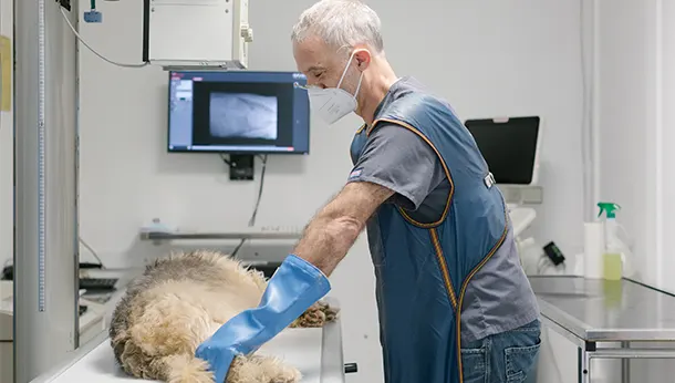 Radiographie chien à la clinique vétérinaire des Alouettes à Nanterre