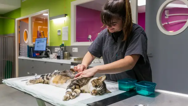 Veterinaire en consultation avec chat - Clinique veterinaire de l'arche