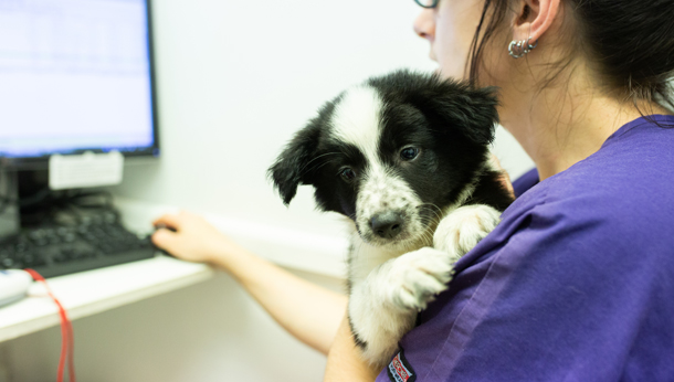 Petit chien - Clinique veterinaire d'Aubigny