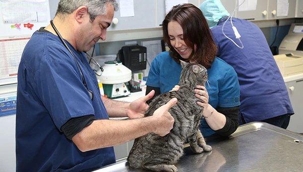 Consultation chat Clinique vétérinaire Foch à Meaux