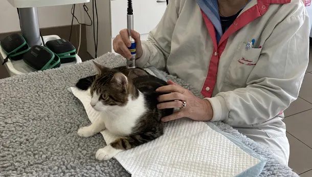 traitement thérapeutique a lase sur un chat