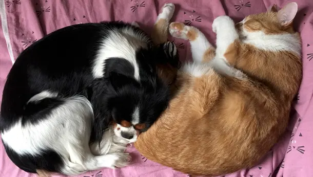 calin chien chat